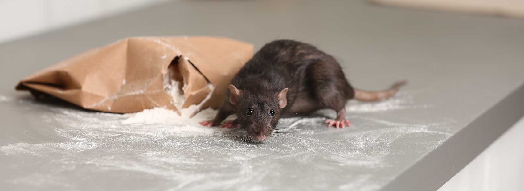 Schlagfallen Ingolstadt