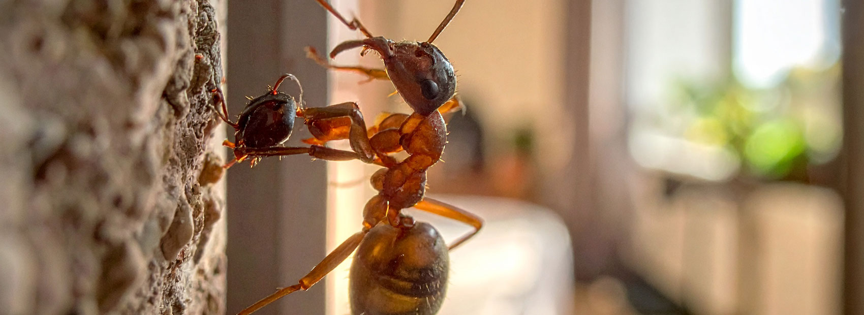 Schlagfallen Ingolstadt