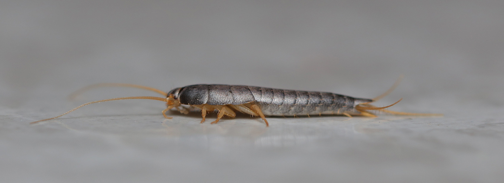silberfischchen