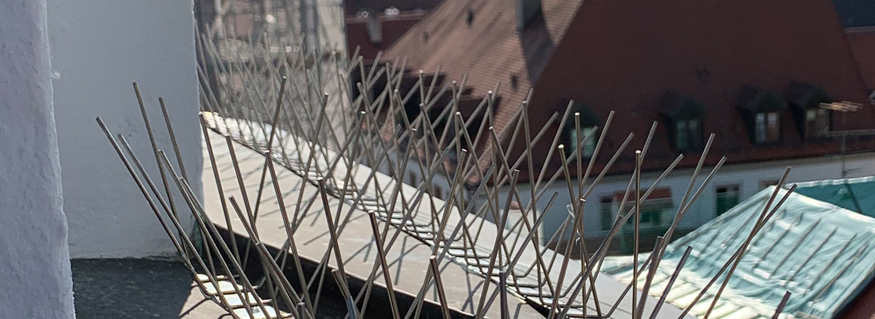 Taubenabwehrspikes auf einem Dach